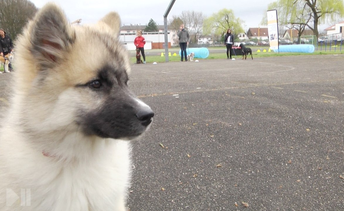 Un cours d'éducation canine original au Neuhof