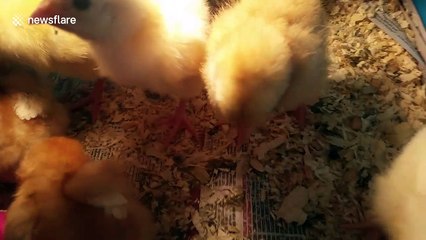 Cute, fluffy chick lunges at smart phone camera