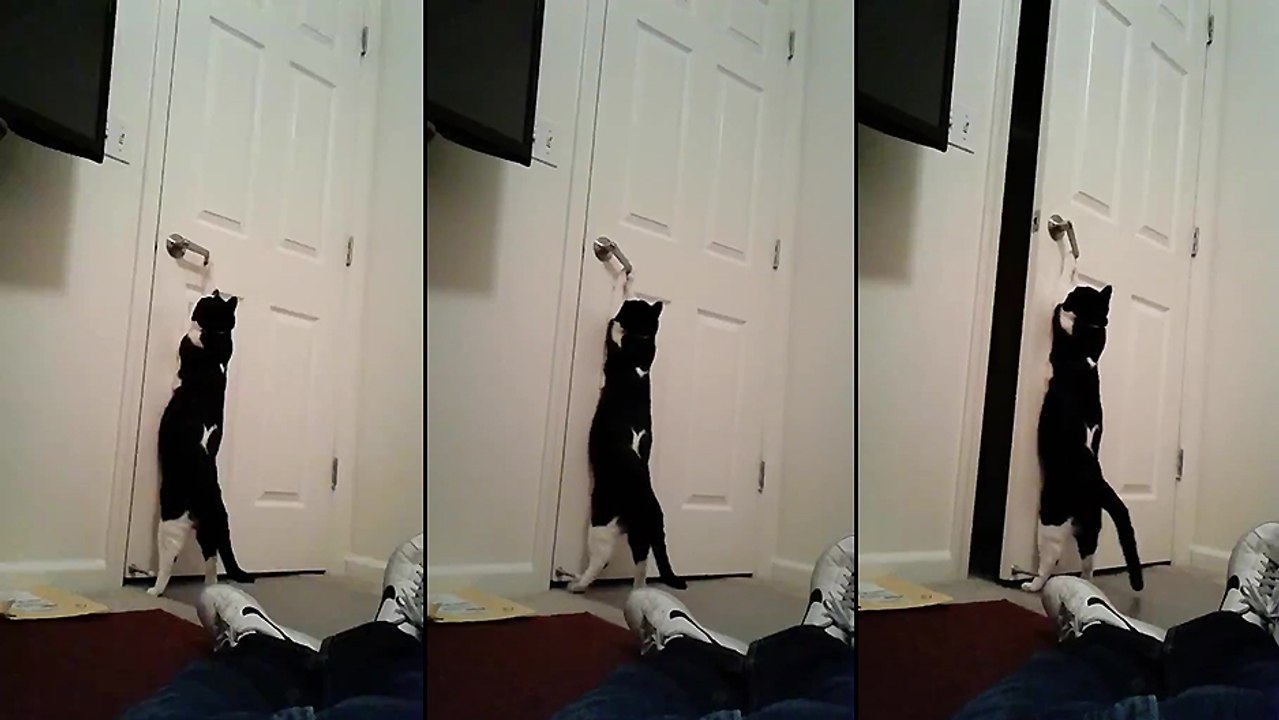 Un chat très intelligent qui ouvre une porte