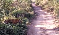 wild || videos || wildlife || animals || corbett national park || uttrakhand || tiger || videos || jungle || safari