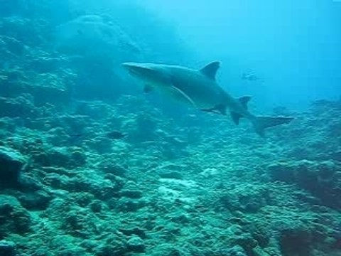 Black Tip Reef Shark