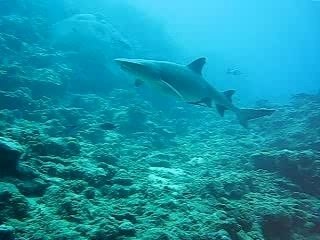 Black Tip Reef Shark