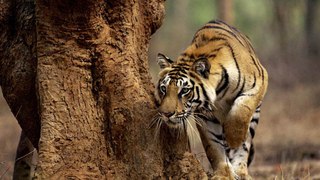 tiger || wild || videos || wildlife || animals || corbett national park || uttrakhand || tiger || videos || jungle ||