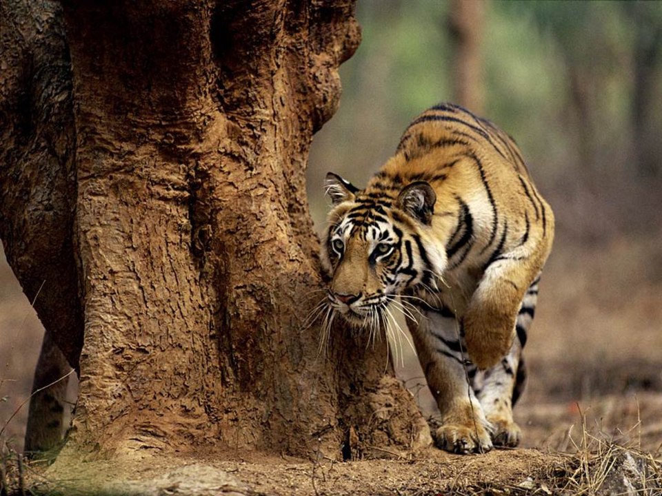 tiger || wild || videos || wildlife || animals || corbett national park || uttrakhand || tiger || videos || jungle ||