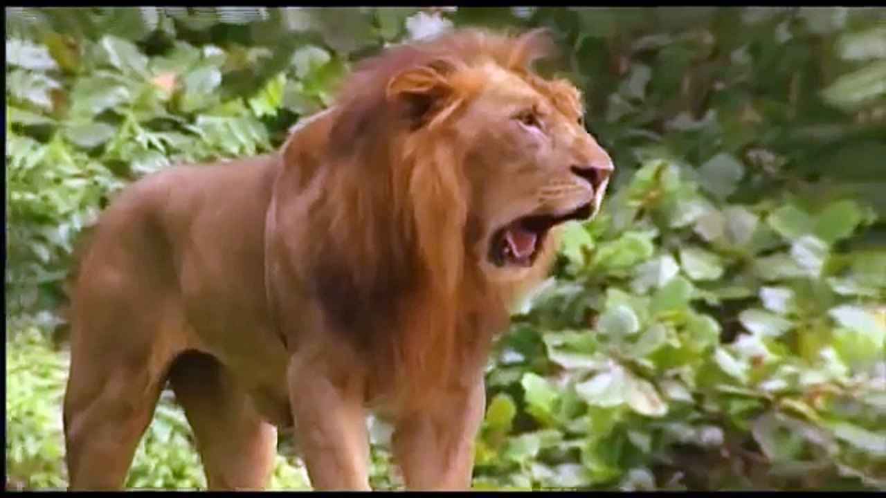 3. детям о животных ферма братьев му развивающий мультик серии подряд