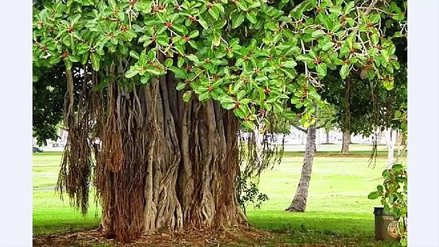 Serf 2 Chezen Sari Raat Hambistari - Mardana Timing adha Ghanta Mustakil 100% - Dailymotion