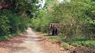 elephant || elephant video || wild ||wild animals ||wildlife|| jim corbett national park || animals || jungle|| safari