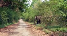 elephant || elephant video || wild ||wild animals ||wildlife|| jim corbett national park || animals || jungle|| safari