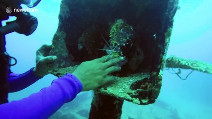 Diver gets shrimp to clean his teeth