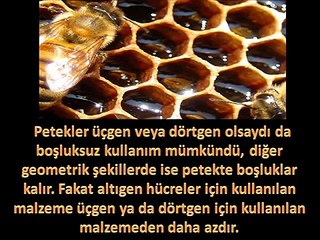 Tasarım Delili Nedir  Türe Has Özellikler- Arı Örneği - Caner Taslaman