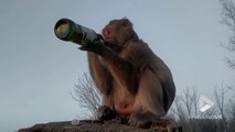 Ce singe boit de la bière