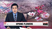 Spring flowers bloom in Korea