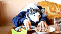 Just a husky wearing a hoodie while 'eating like a human'