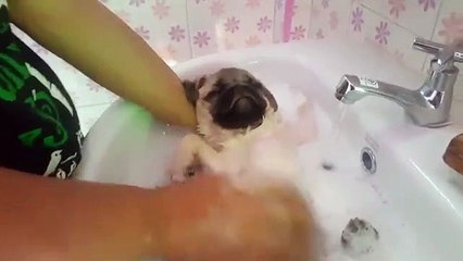 Vous ne verrez rien de plus mignon aujourd'hui que ce carlin qui se prélasse dans son bain