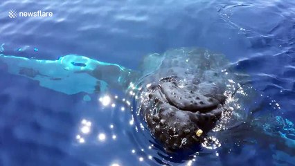 Humpback whale breaches and 'waves' to whale watching tourists