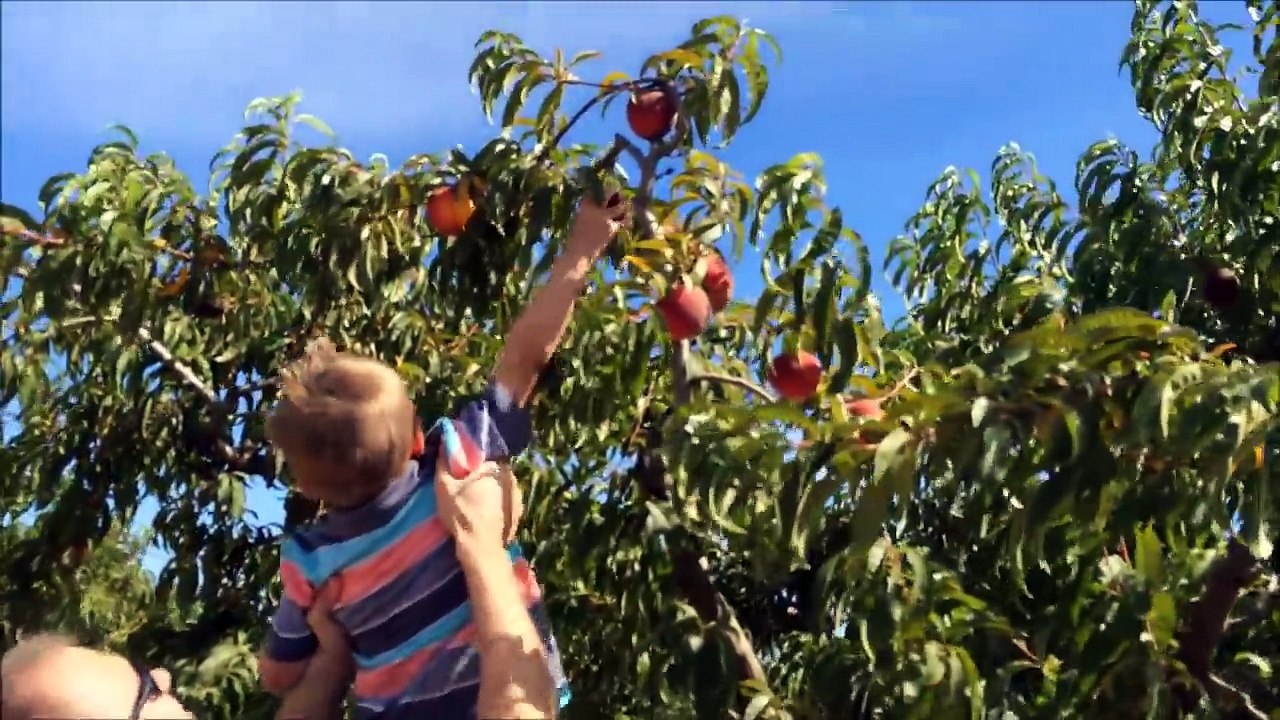 A Day In The Life Of An Orchard Worker