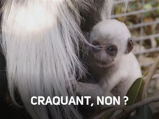 Comment résister à ce petit singe ?