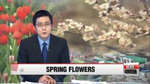 Spring flowers bloom in Korea