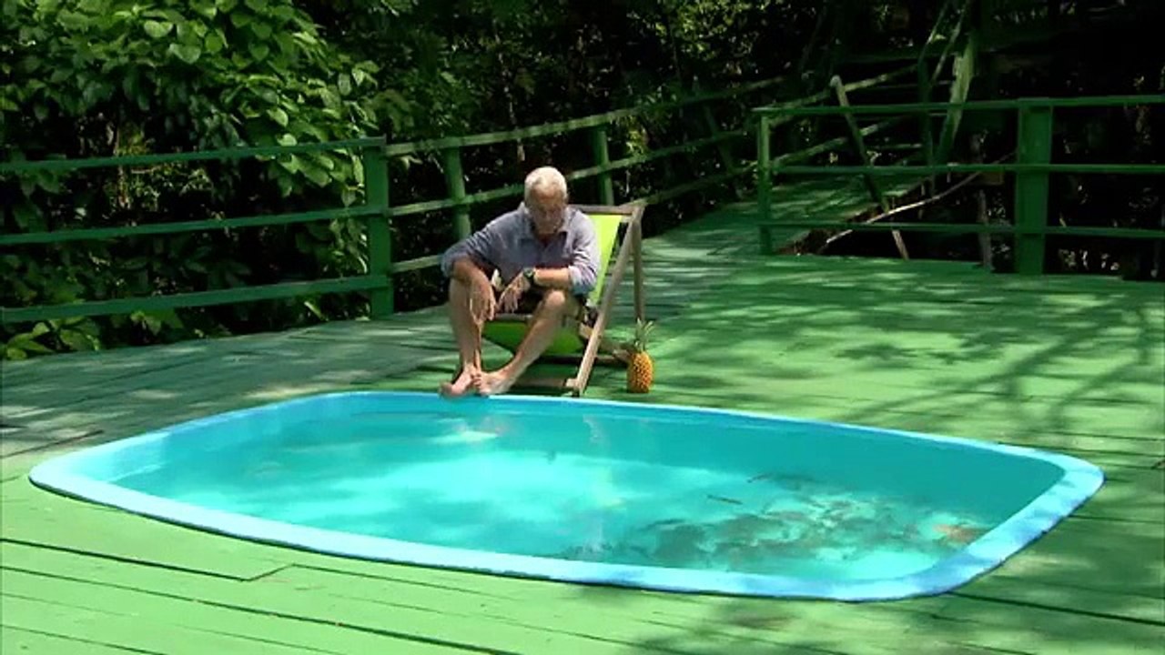 Plonger dans une piscine remplie de piranhas !