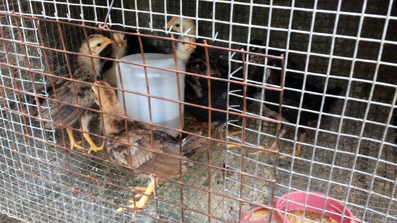 Hacienda Gissel x Jaime Doorly 3 semanas de edad