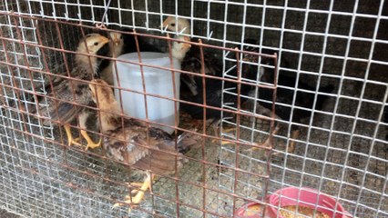 Hacienda Gissel x Jaime Doorly 3 semanas de edad