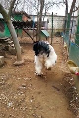 Albanie : Un énorme coq sort de son poulailler