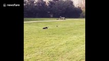 Unsuspecting dachshund attacked by bird in park