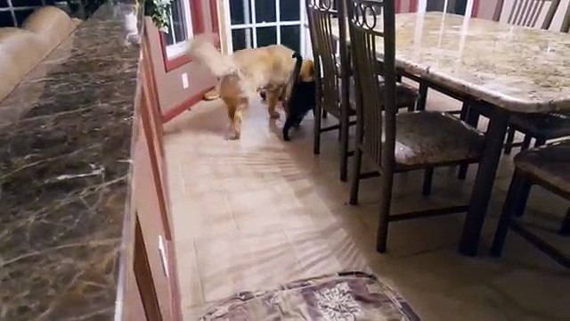 Séparé pendant quelques semaines, découvrez les émouvantes retrouvailles entre un chat et un chien !