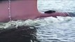 Le fabuleux voyage d’un phoque paresseux à l'avant d'un bateau
