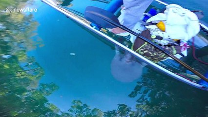 Squeaking manatee tries to 'eat' canoe