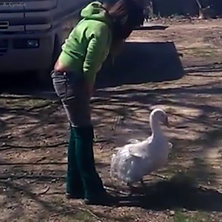 شاهد الجمال في حرارة اللقاء بهذه البطة رائع