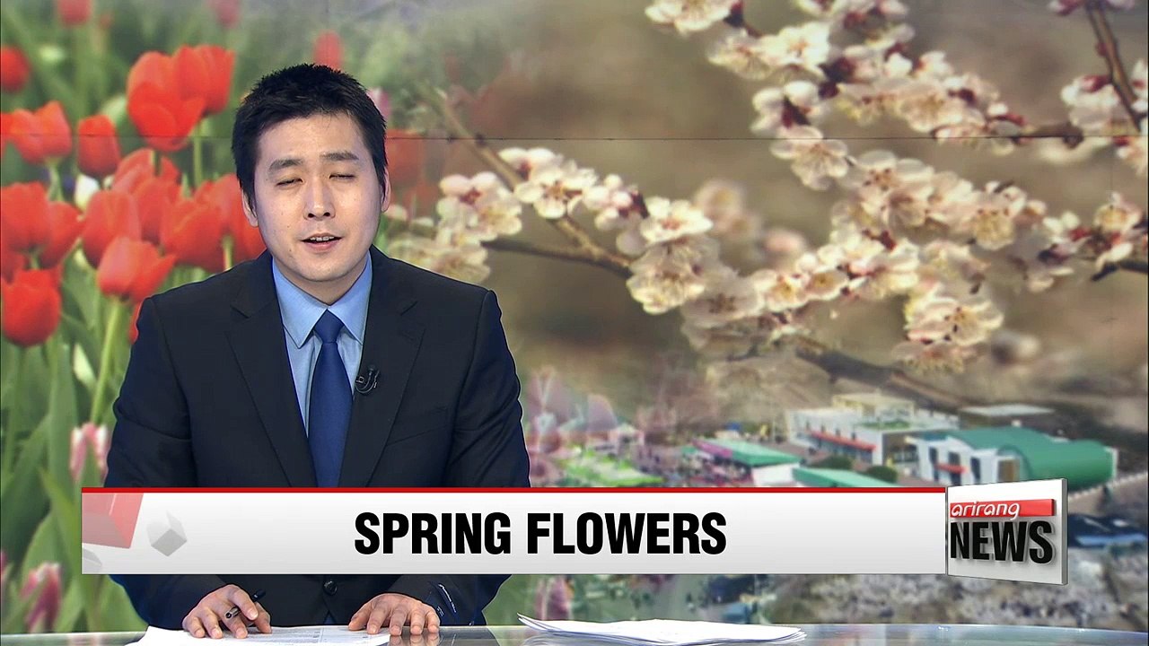 Spring flowers bloom in Korea