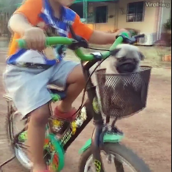 Cet enfant balade ses chiens en vélo !