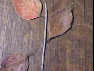 6 Mondi Invisibili:::Antonio Catalano:::