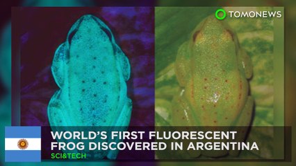 World’s first fluorescent frog discovered in Argentina