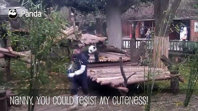 Ce bébé panda a tellement envie de jouer que la soigneuse est obligée de stopper son travail