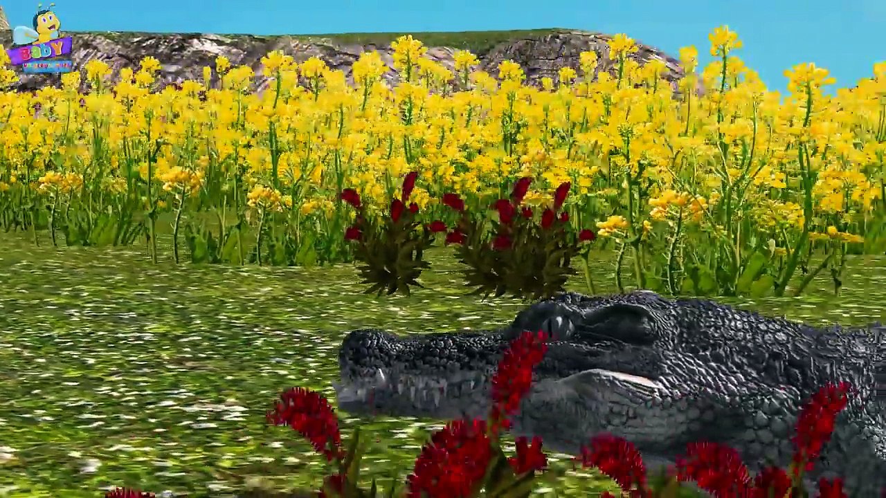 Shark Vs Alligator (Crocodile) Finger Family Rhymes| Animals Cartoons Finger Family Collec