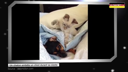 Un chaton embête un chiot durant sa sieste