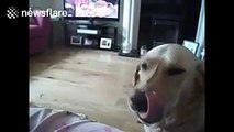 Trop mignon : regardez ce que fait ce chien en entendant son humaine éternuer