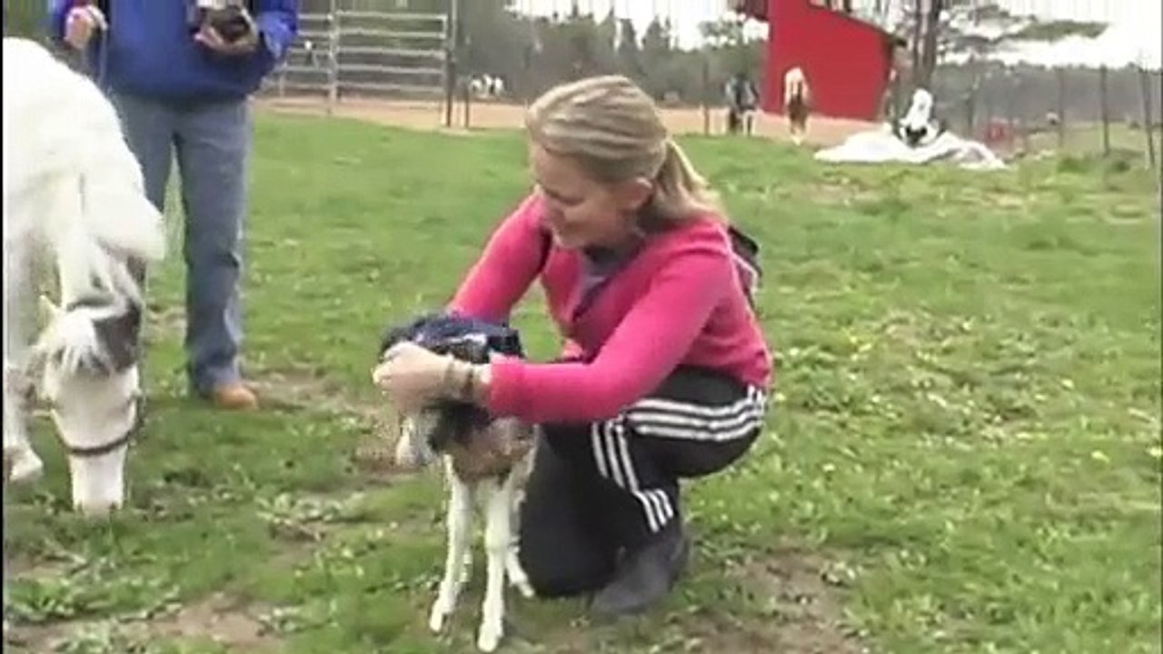 Un cheval plus petit qu'un poney