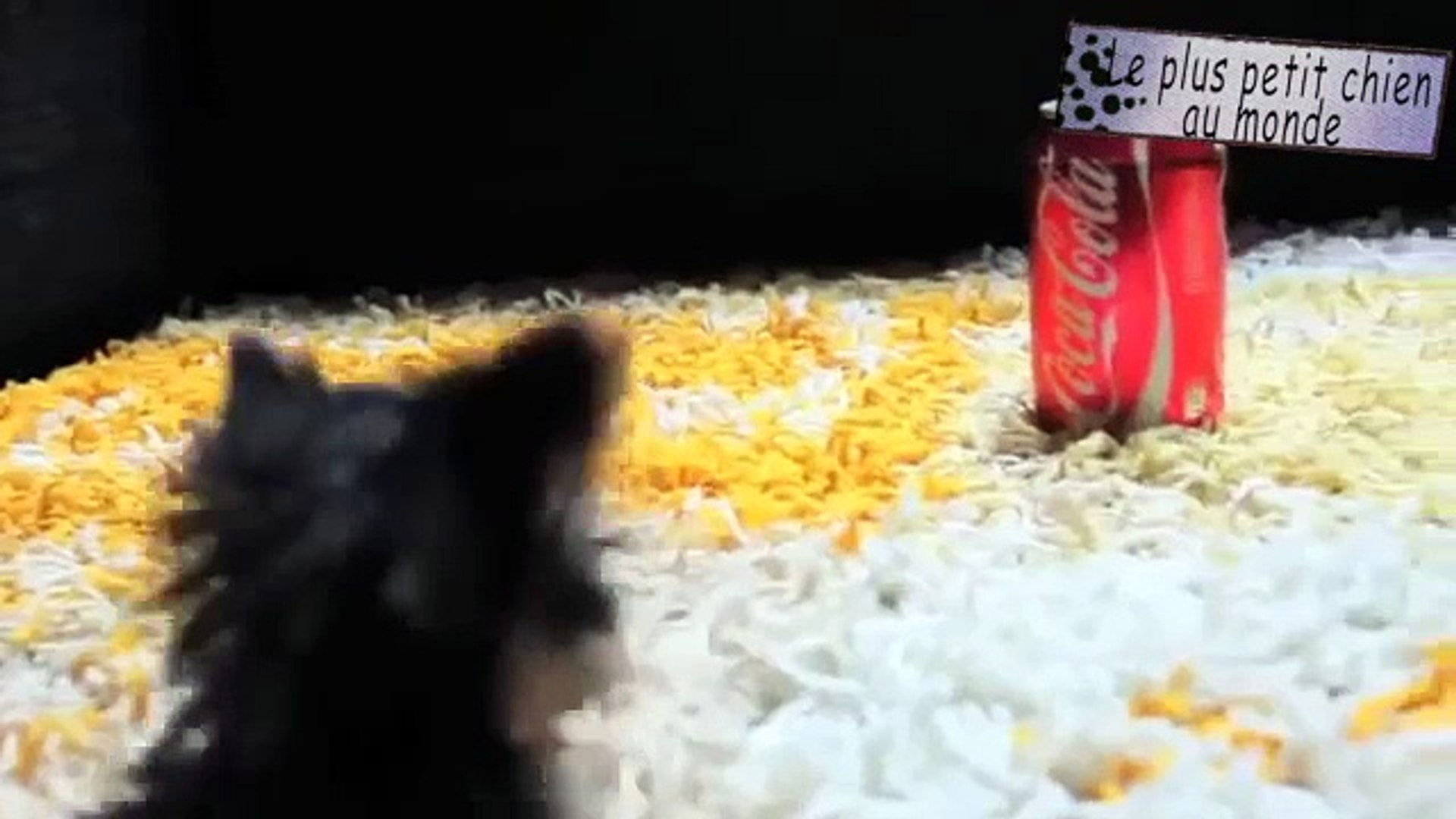 Le Plus Petit Chien Au Monde