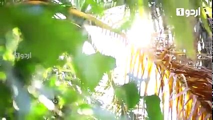 Beti To Main Bhi Hun - Episode 51