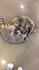Raccoon siblings engage in incredibly adorable wrestling match