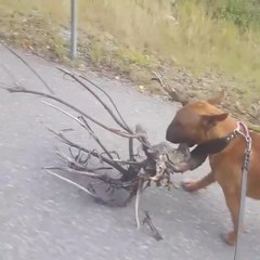 Dog loves tree, decides to bring it home
