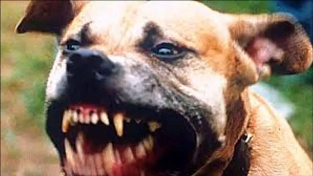 【衝撃】マジで危険な世界で最も強い犬種７選
