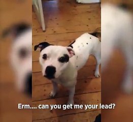 Funny Dogs - A Funny Dog Videos Compilation 2017