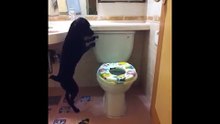 Regardez ce que fait ce chien lorsqu’il entre dans les toilettes !