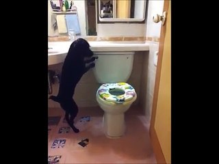 Regardez ce que fait ce chien lorsqu’il entre dans les toilettes !