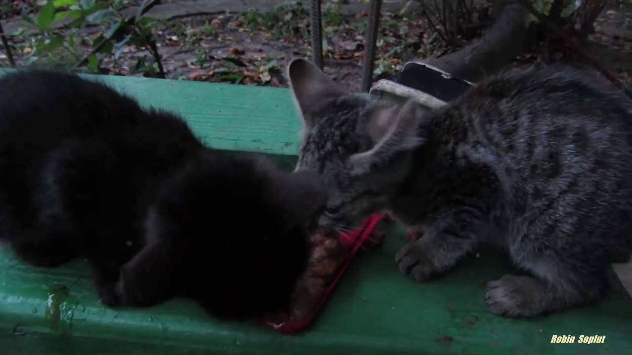 2 adorables chatons abandonnés dans un jardin