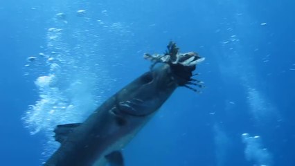 Ce poisson dévore un autre plus petit devant un plongeur !